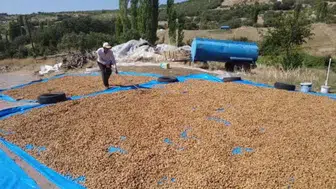 Demirci’de badem hasadı başladı, üreticilerin hedefi 800 ton