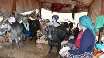 Şırnak yaylalarında organik tereyağı üretimi: Kadınların zorlu mesaisi