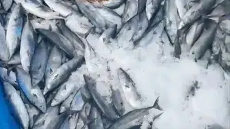 Amasra'da bir gecede 2 bin palamut avlandı