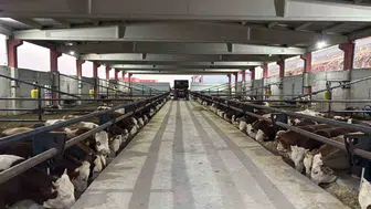 Şanlıurfa kırmızı et üretim merkezi olma yolunda ilerliyor