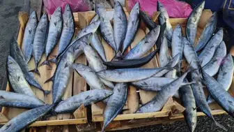 Tekirdağ'da palamut fiyatları düşüyor: 75 TL'ye kadar geriledi
