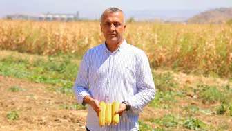 Kahramanmaraş'ta mısır hasadı başladı ama verim kaybı yaşanıyor