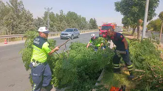 Kuvvetli rüzgar yolda tehlike yarattı: Ağaç devrildi ve trafik önlendi