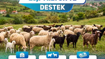 Küçükbaş üreticisine 25,7 milyon liralık destek sağlandı