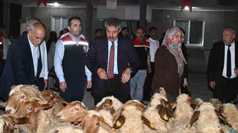 Cizreli kadın çiftçiye 100 küçükbaş hayvan desteği sağlandı