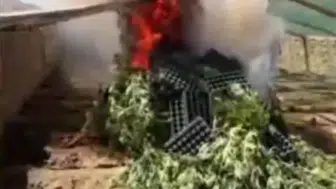 Diyarbakır'da mini serada kenevir yetiştirenlere operasyon yapıldı