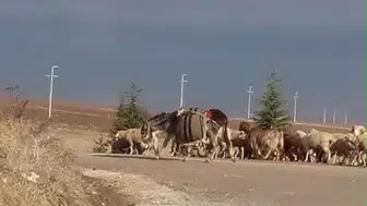 Sivrihisar’da yoluna çıkan koyun kazaya neden oldu, 1 yaralı