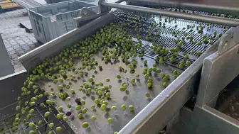İznik'te zeytin hasadı başladı ve zeytinyağı Avrupa pazarına açıldı