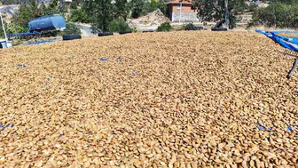 Demirci'de badem hasat dönemi başladı: Üreticiler hedeflerini büyütüyor