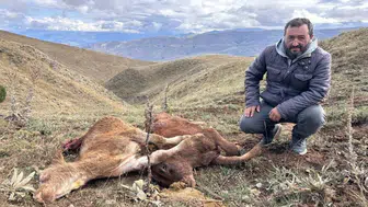 Erzincan'da ayı saldırısı: 2 buzağı kurtarılamadı