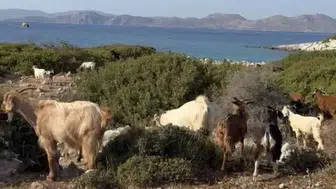 Mavi yolculuk geleneği yüzyılı aştı: Yörüklerin keçi besiciliği