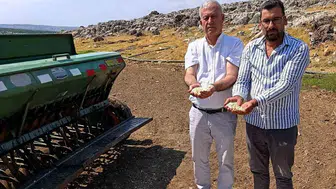 Araban sarımsağında yeni dönem: zambak anaç tohumu ile ekim yapıldı
