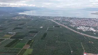 Müşküle üzümünde hasat dönemi başladı: Üreticilerin beklentisi yüksek