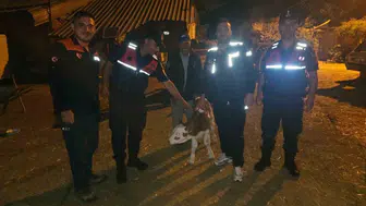 Bilecik'te kaybolan büyükbaş hayvan doğum yapmış halde tarlada bulundu