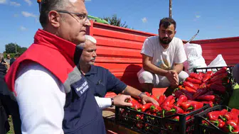 Bafra Ovası'nda kapya biber hasadı başladı: Ekonomiye 4 milyar TL katkı sağlıyor