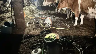 Elektrik akımına kapılan kadın, inek sağarken hayatını kaybetti