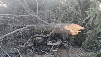 Elazığ'da otomobilin ağaçla çarpması sonucu kaza: 1 yaralı