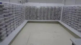 Bafra'da akrep yetiştiriciliği ve zehir sağım merkezi açıldı