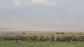 Iğdır'daki açık merada angus yetiştiriciliği projesi büyük başarılara imza atıyor