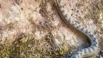 Kastamonu'da nesli tükenme tehlikesindeki boynuzlu engerek yılanı görüntülendi