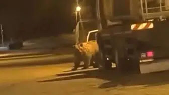 Saraydüzü'nde gece yarısı ayı sürprizi: Araçların arasında dolaştı