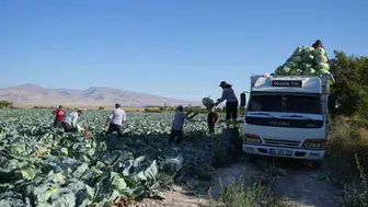 Niğde'de beyaz lahana hasatı başladı: Üreticiler emeklerinin karşılığını alıyor