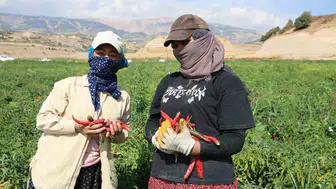 Maraş biberinde hasat dönemi başladı ve üretim artışı bekleniyor