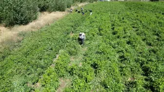 86 yaşındaki Ahmet Can, biberleriyle bölgeyi besliyor