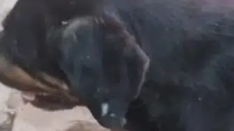 Sokak köpeği tüfekle vuruldu: Merhametle kurtarıldı, şüpheli savundu