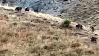 Hasada günler kala domuz sürüsü kabusu: Elma bahçeleri talan edildi