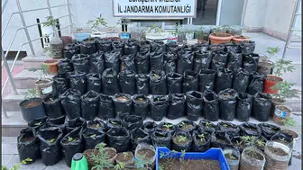 Eskişehir'de jandarma, saksıda yetiştirilen kenevirler ve esrar ile suçüstü yaptı