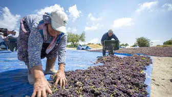 Mersin’in tarımsal değerleri coğrafi işaretlerle korunuyor