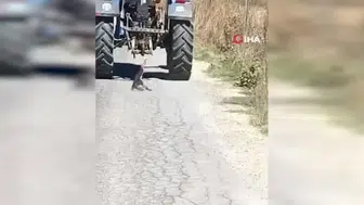 Köpeğin traktörle sürüklendiği anlar sosyal medyayı sarstı