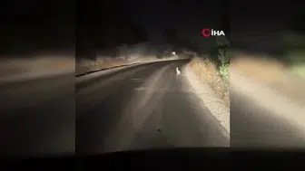 Beypazarı'nda geceye renk katan tavşan sürprizi