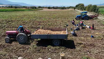 Bolu'da patates hasadı başladı: fiyatlar tarlada 28 lira, tezgahta 45 liraya ulaşıyor