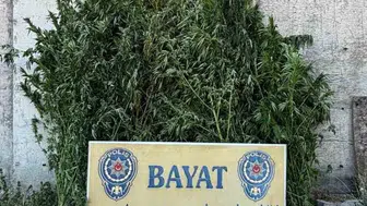 Çorum'da polis operasyonunda 46 kök Hint keneviri ele geçirildi