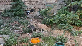 Sokak kedileri artıyor: Kenan Oğraş, kedi dostluğunun simgesi oldu