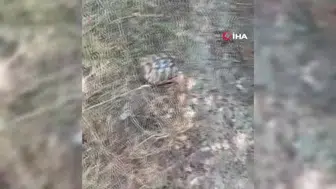 Bolu’daki yangında kahraman gazeteci kaplumbağayı kurtardı
