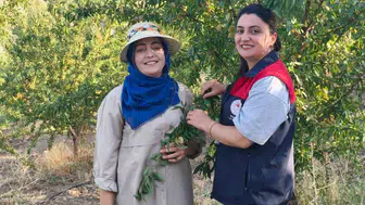 Tunceli'de kadın üreticiden örnek proje: Atıl araziye badem bahçesi yaparak bölge ekonomisine katkı sağladı