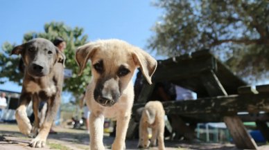 Bu durum uzmanları da korkutuyor: Kabul edilebilir olmaktan çıktı