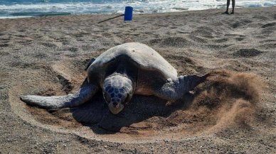 Rekor kırıyor: Yuva sayısı 500'e ulaştı