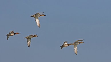 31 kuş ve 4 memeli türü av listesinde: İşte illere göre avı yasak olan türler