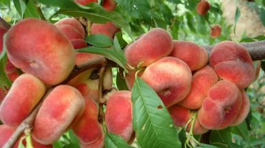 Yassı şeftali nedir, adı ne, nerede yetişir, yemek tarifleri? Yassı şeftalinin faydaları neler? Masterchef Allstar yassı şeftali