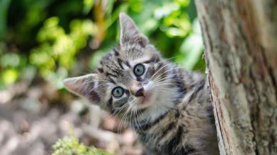 Tembel kedi sosyal medyada çok izlendi
