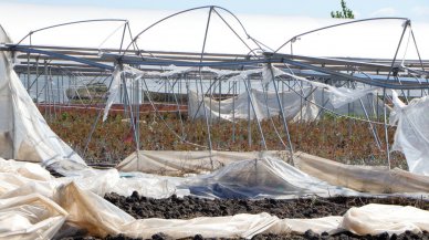 Şiddetli yağış ve fırtına, gül seralarını vurdu: Çatılar uçtu, ağaçlar yerinden söküldü