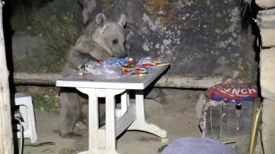 Can havliyle kaçış: Piknik yapmaya gelen gençler ayıyla karşılaşınca olanlar oldu