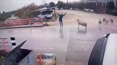 Neye uğradığını şaşırdı: Yolda yürürken koçun saldırısına uğradı