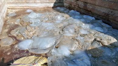 Mersin sahillerine çok sayıda ölü denizanası vurdu: 'Ölüsüne bile dokunulmamalı'