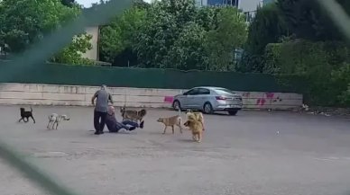 Başıboş sokak köpekleri parkta vatandaşa saldırdı!
