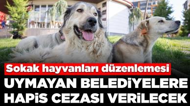 Bakan Yumaklı açıkladı: Sokak hayvanları düzenlemesine uymayan belediyelere hapis cezası verilecek